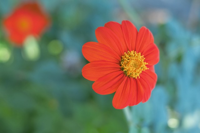 球目标的执 球目标的执